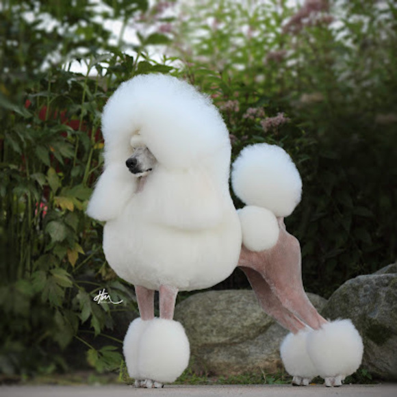 poodlejulie78